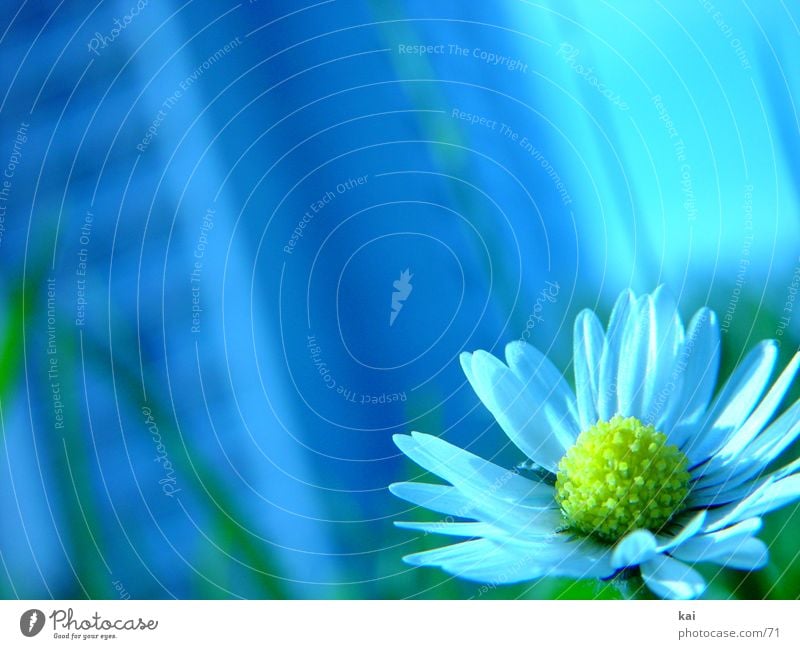 flower Flower Daisy Beautiful Delicate Nature Love of nature Shallow depth of field Close-up Individual Exterior shot