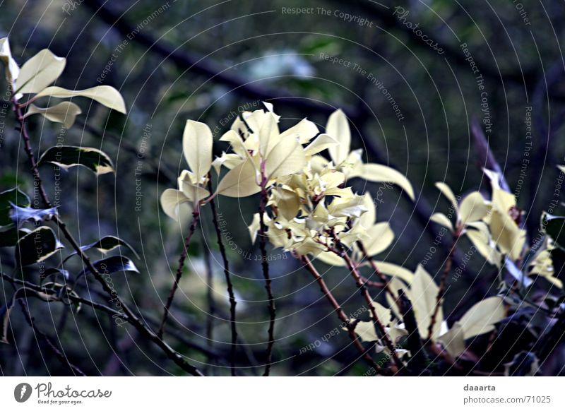 Kew Gardens Nature Great Britain flower color outside fresh Wind deepness garden