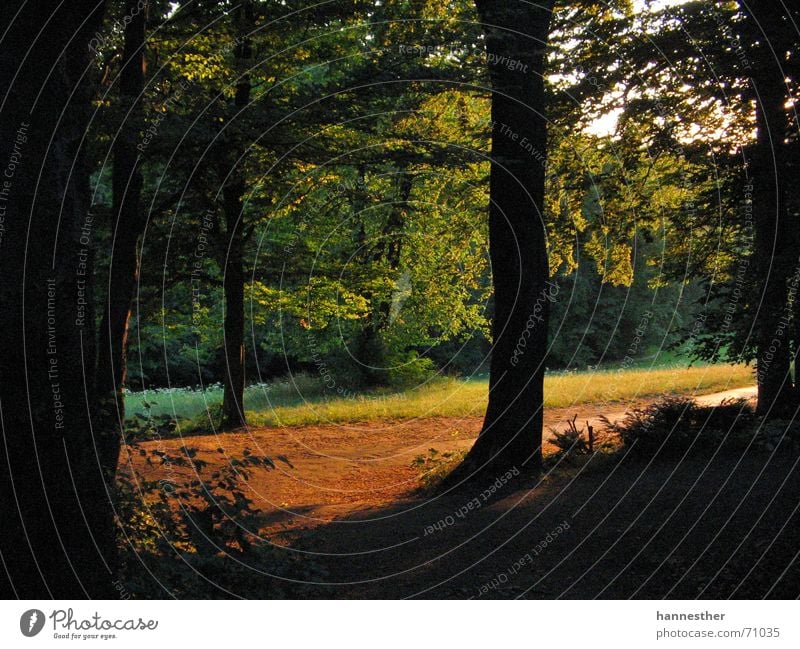 as it sounds into the woods. Forest Meadow Hallway Clearing Summer Physics Airy Fresh Green Leaf Tree Deserted Loneliness Contentment Grief Calm Big bad wolf