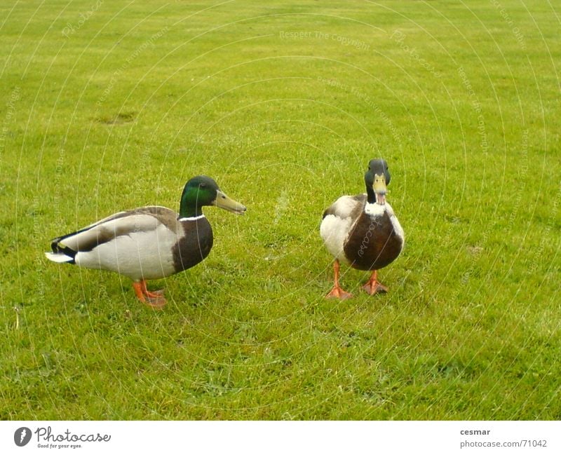 Ducks of Netherlands Bird Grass Green 2 In pairs Pair of animals