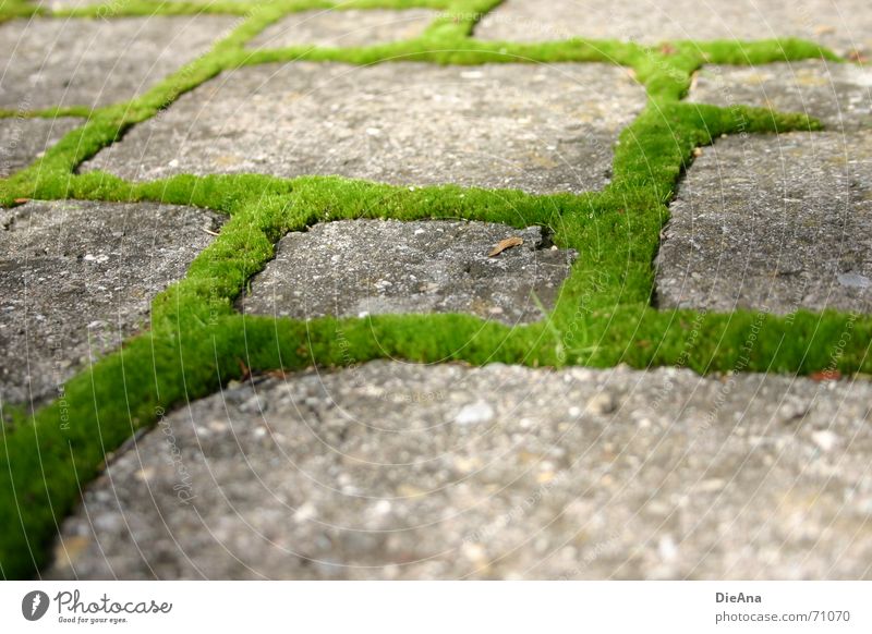 green ways (3) Pave Furrow Overgrown Green Fresh Summer Nature Cobblestones Farm Moss cobblestone cobbled chink