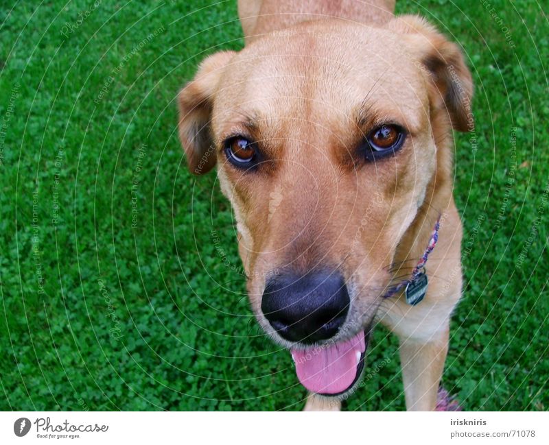 Can I have a treat? Dog Animal Brown Pink Damp Pelt Grass Green Desire Cute Sweet Exterior shot Bird's-eye view Dog tag Loyalty Nose Eyes Tongue sticking out