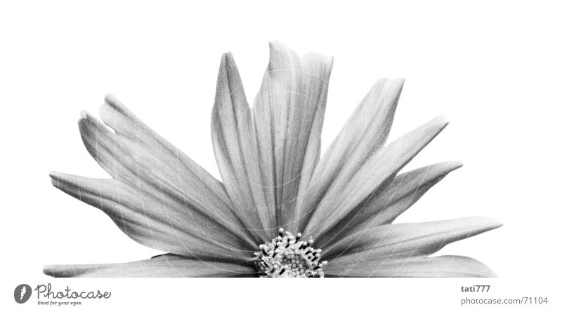 half flower Flower Blossom Summer Half Plant Black & white photo