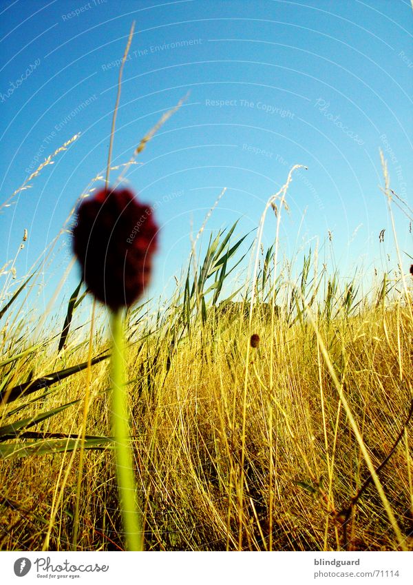 Waiting ... Field Flower Blur Growth Grain alcohol Ear of corn Harvest Mow the lawn Tall Sky Gold Blue a grain Weed