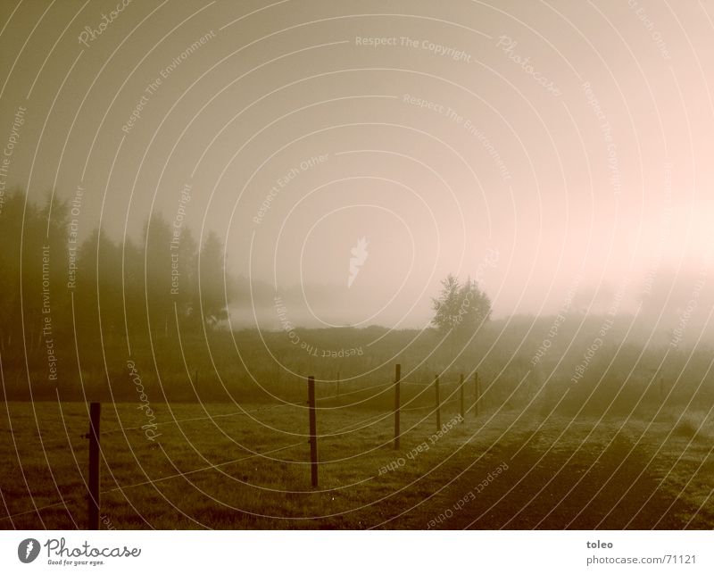 Morning Fog I Fence Tree Meadow Forest Lake Moody Morning fog Dreary Vail Light Dark Grief Hope Distress Exterior shot Landscape Garden lake landscape Water