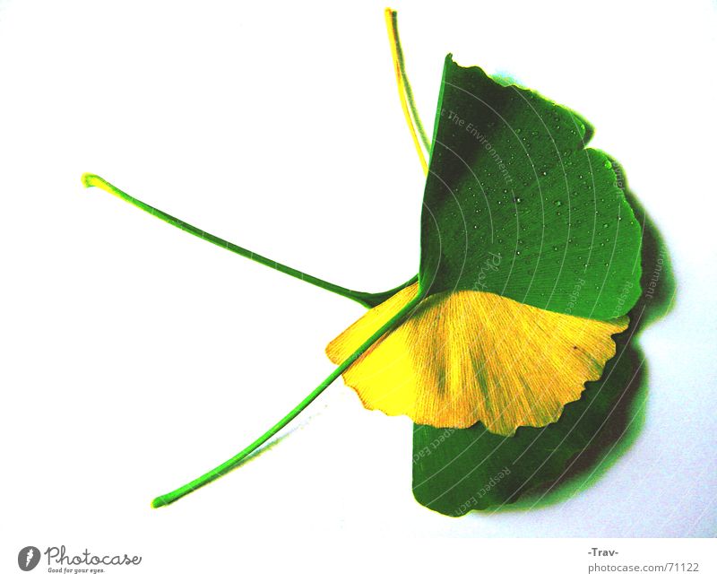 The Yellow between the Green Concealed Ginko Tree Autumn Plant Floor covering colour loss leaf loss Bright background Macro (Extreme close-up)