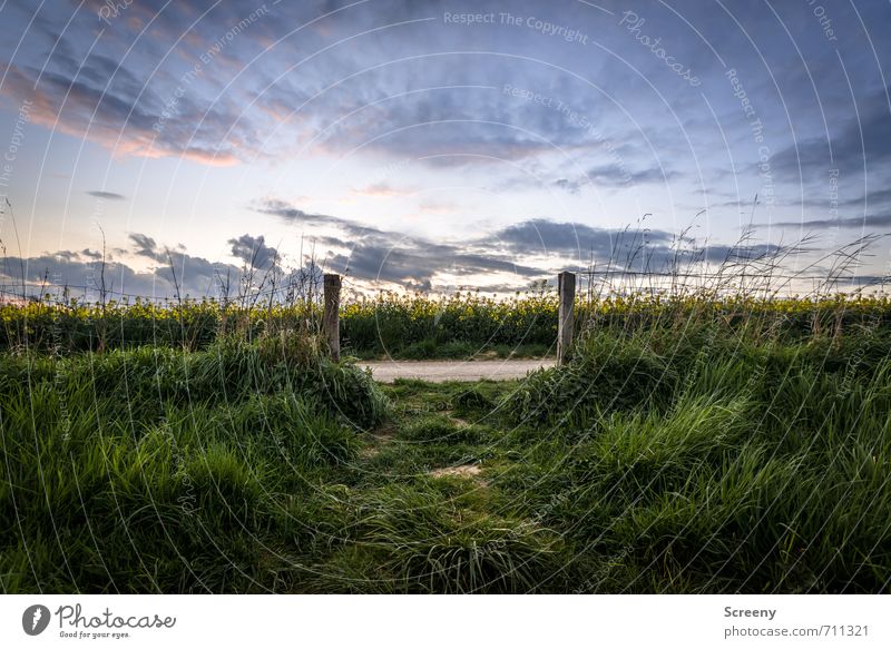 Into the Rapsfeld... Trip Far-off places Freedom Hiking Environment Nature Landscape Plant Sky Clouds Spring Summer Grass Canola field Meadow Field Fragrance