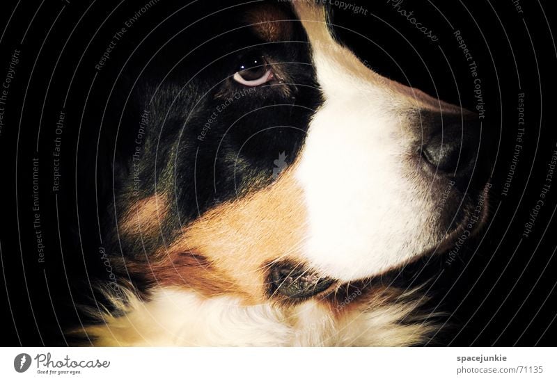 Bernese mountain dog Dog Bernese Mountain Dog Dreamily Snout Nose Pelt Animal Pet Dog's head Animal portrait Black White