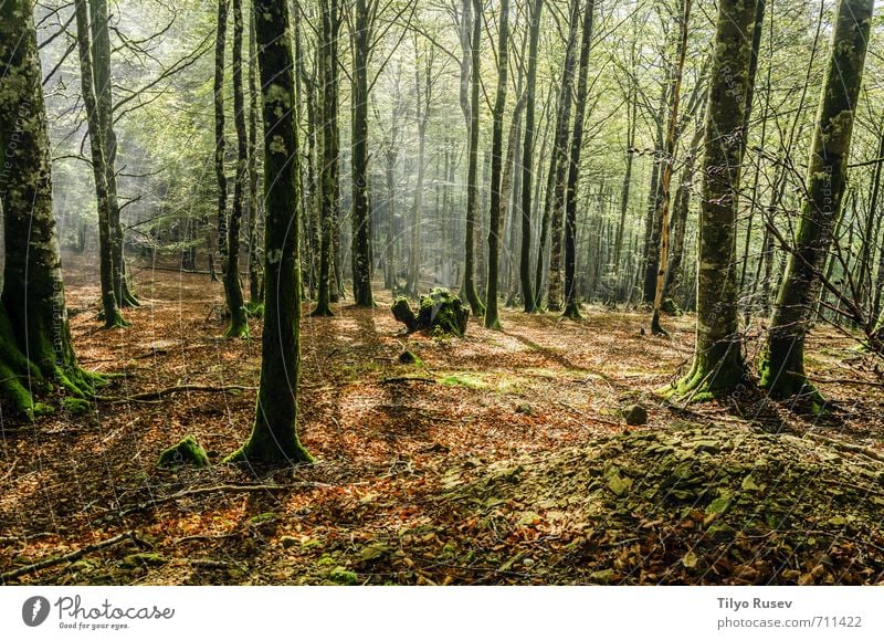 Beautiful forest environment Sun Mountain Nature Tree Forest Places Natural Brown Green Colour Peace wood inside Spain Europe European peaceful colorful