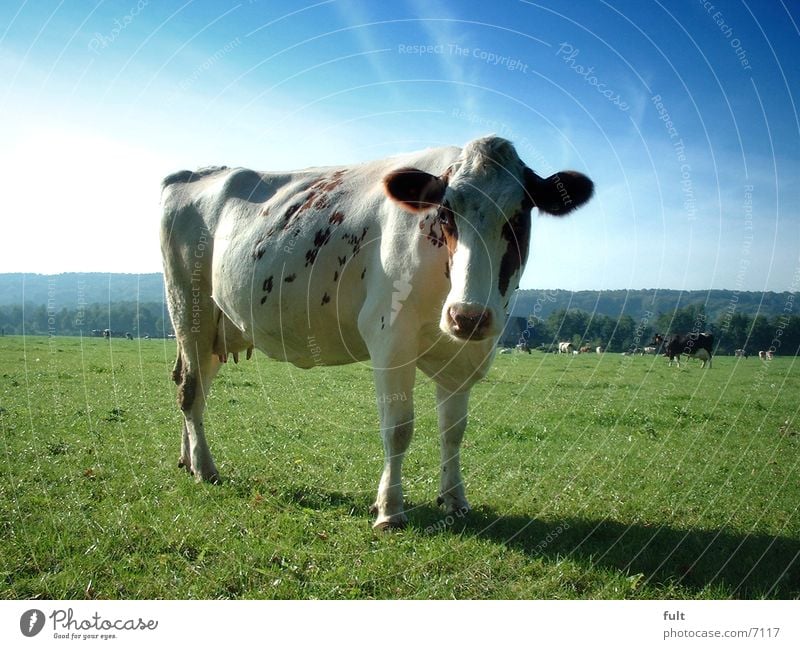 cow Cow Dairy cow Meadow Sky