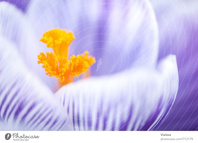 the yellow from ... Blossom Pistil Crocus Spring Macro (Extreme close-up) Yellow Violet