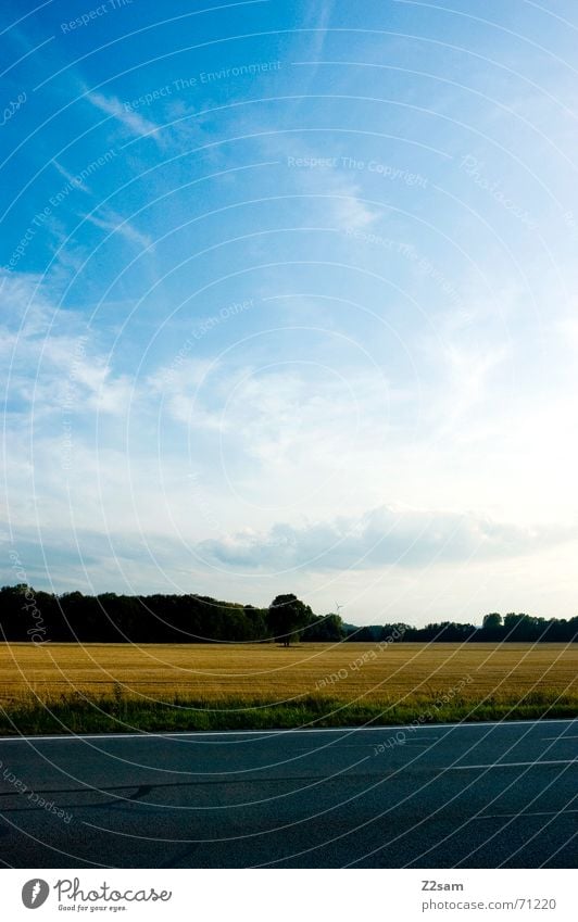 crossing to nature Tar Stripe Field Tree Middle Traverse Tall Nature Sky Yellow Calm Street Line Grain Above land landscape blue free