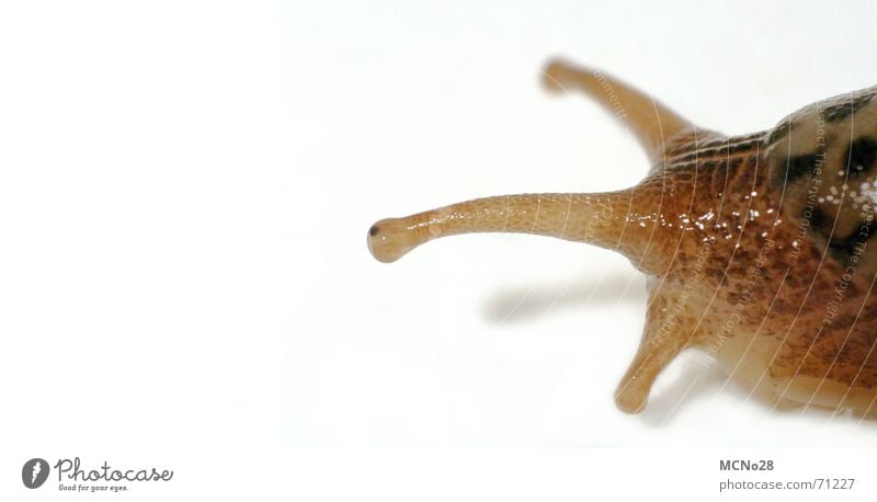 Follow your nose! Mucus Feeler Slowly Crawl Snail Touch Eyes Bright background Macro (Extreme close-up)