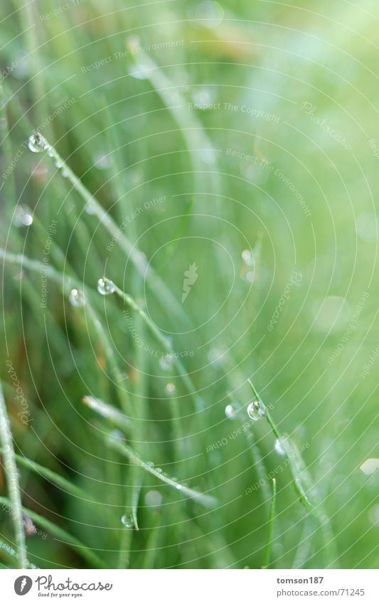 summit Meadow Grass Green Wet Fresh Rope Rain Morning