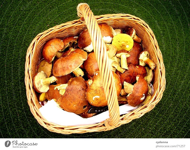 Lunch is secured... Basket Collection Nutrition Healthy Sweet chestnut Together Meal Success Mushroom Nature Food Organic produce Arrange