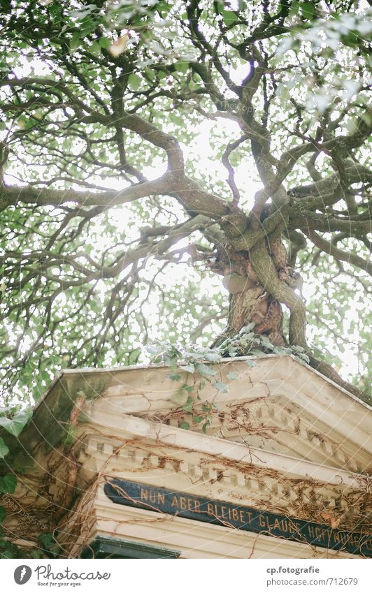 Faith and hope Nature Plant Summer Autumn Tree Brave Passion To console Hope Belief Grave Cemetery Tomb Exterior shot Deserted Day Sunlight