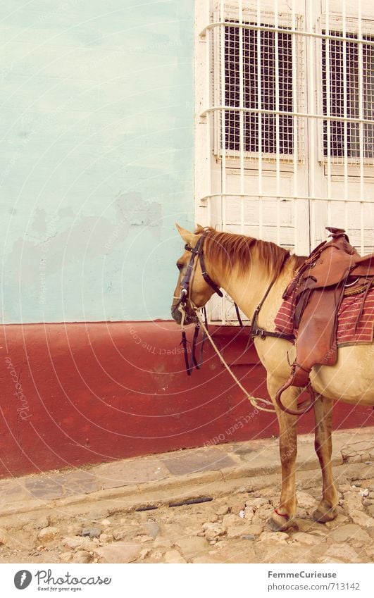 Trinidad. (I) Animal Farm animal Wild animal Horse 1 Idyll Trinidade Cuba Caribbean Colonial style Wall (building) Multicoloured Red Blue Window Grating White