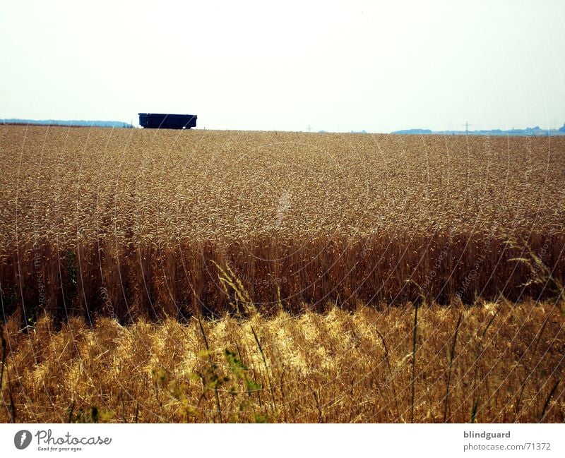 gate Wheat Summer Physics Perspiration Chewing gum Field Horizon Ear of corn Work and employment Working equipment Wheat beer Tree Carriage Subsidy Destruction