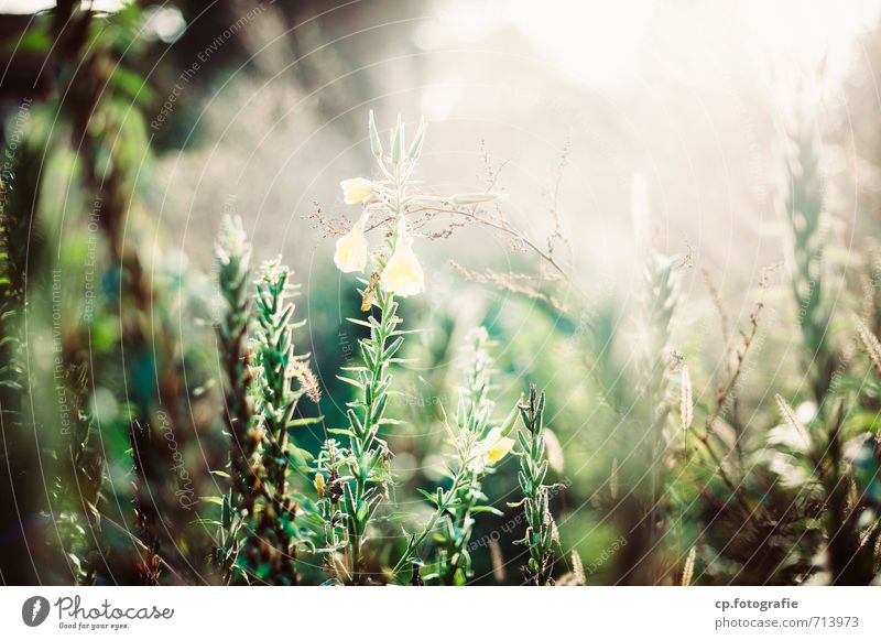 sun deck Nature Plant Summer Beautiful weather Flower Garden Meadow Natural Warmth Back-light Exterior shot Copy Space right Copy Space top Day Sunlight