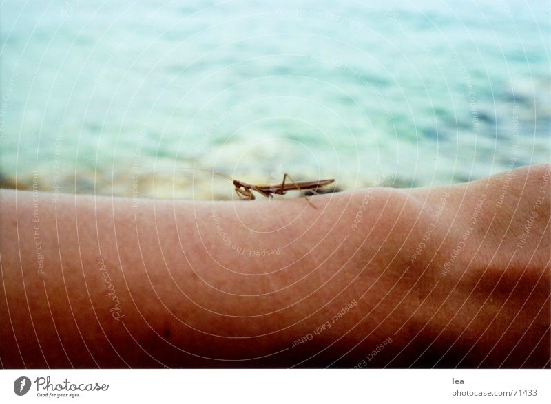 alien? Praying mantis Insect Ocean Near Croatia Cres Disgust Fascinating Monster Arm Extraterrestrial being