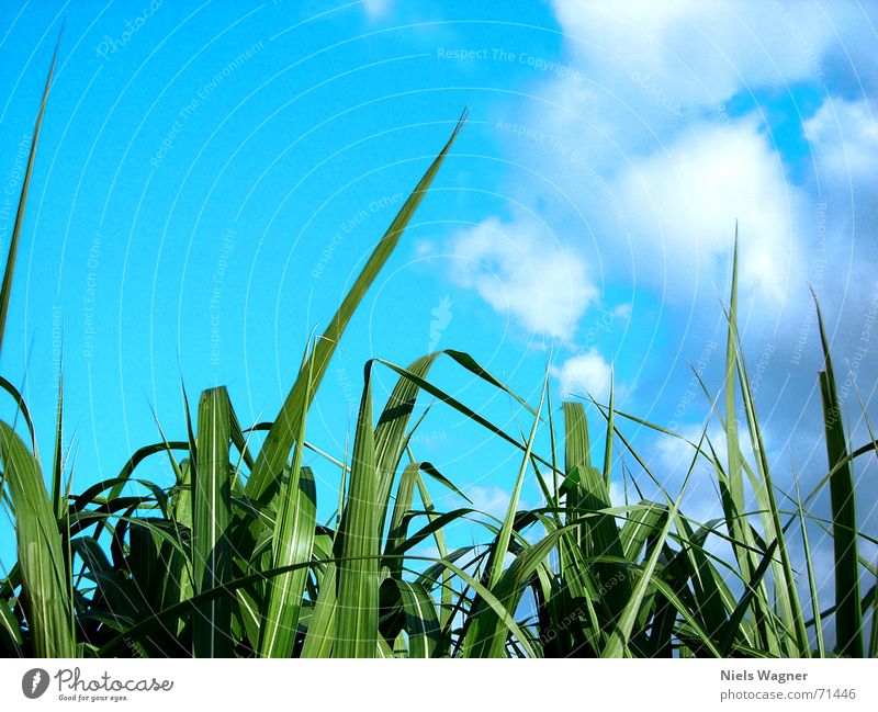 worm's-eye view Grass Clouds Green Meadow Bushes Sky Blue Bright Sun