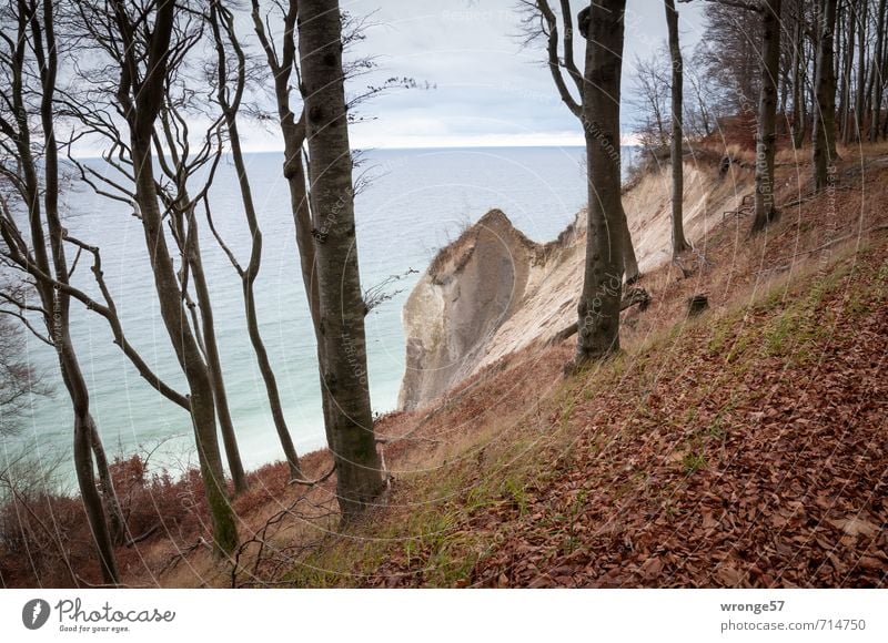 fragment Nature Landscape Plant Water Sky Horizon Autumn Tree Forest Hill Coast Bay Baltic Sea Island Rügen Beech wood Jasmund Nationalpark Blue Brown