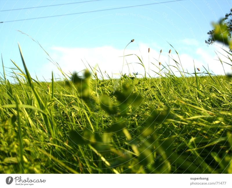 000 Love of nature Indian Summer Blade of grass Juicy Class outing Meadow Tree Bushes Spring Grass Happiness Transience Alpine pasture Worm's-eye view