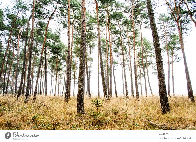 MAGIC FOREST III Environment Nature Landscape Autumn Bad weather Fog Tree Grass Bushes Forest Creepy Cold Sustainability Natural Green Calm Loneliness Idyll