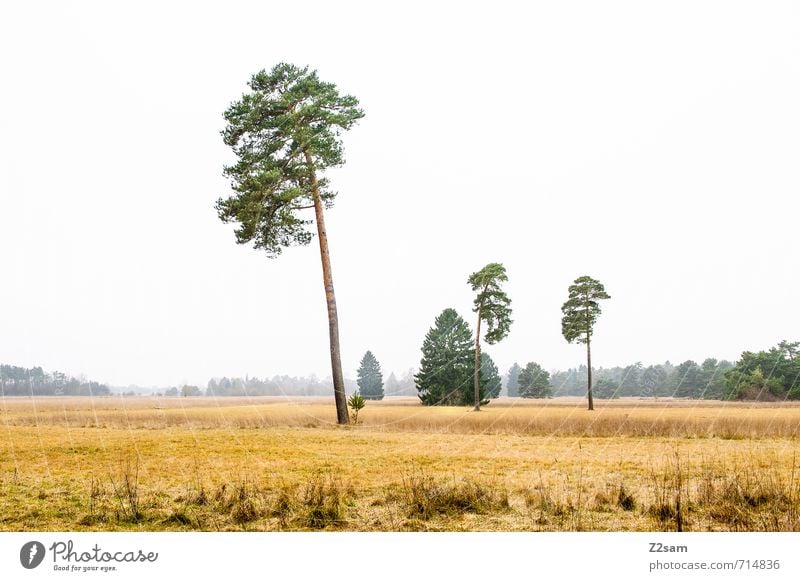 Bavarian steppe Environment Nature Landscape Autumn Bad weather Fog Tree Bushes Meadow Infinity Cold Gloomy Yellow Gray Green Calm Loneliness Relaxation Idyll