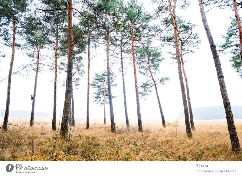 MAGIC FOREST IV Environment Nature Landscape Autumn Bad weather Fog Tree Grass Bushes Forest Creepy Cold Sustainability Natural Green Calm Loneliness Idyll