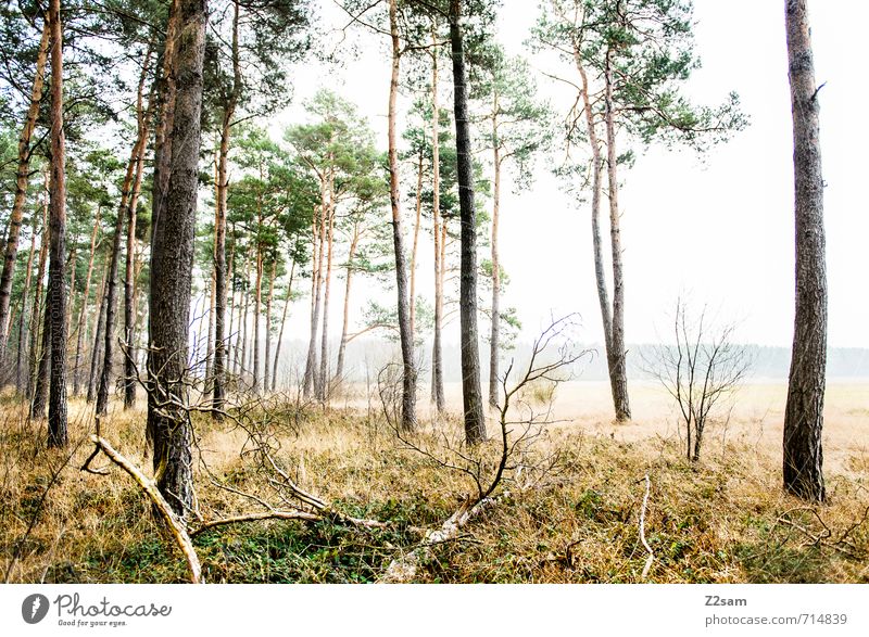 magic forest Environment Nature Autumn Bad weather Fog Grass Bushes Forest Fresh Cold Sustainability Natural Green Loneliness Relaxation Idyll Calm Surrealism