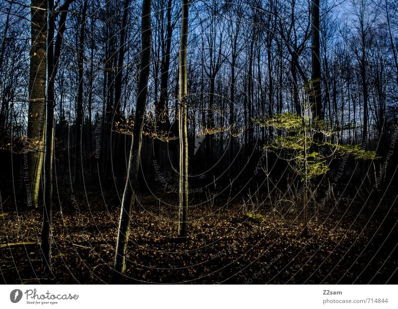 Forest at night Environment Nature Landscape Sky Tree Bushes Dark Simple Creepy Cold Sustainability Natural Blue Green Calm Mysterious Idyll Surrealism Leaf