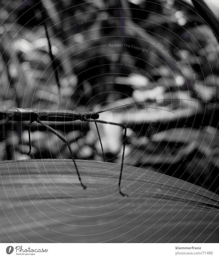 Living branch Animal Insect Virgin forest Macro (Extreme close-up) Seychelles living branch Branch jungle Black & white photo black/white