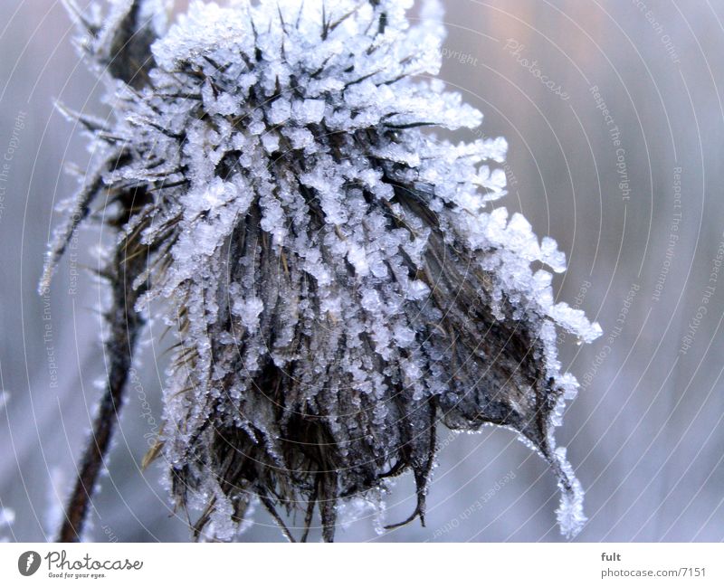 chill Plant Cold Winter Frost Ice marco Old