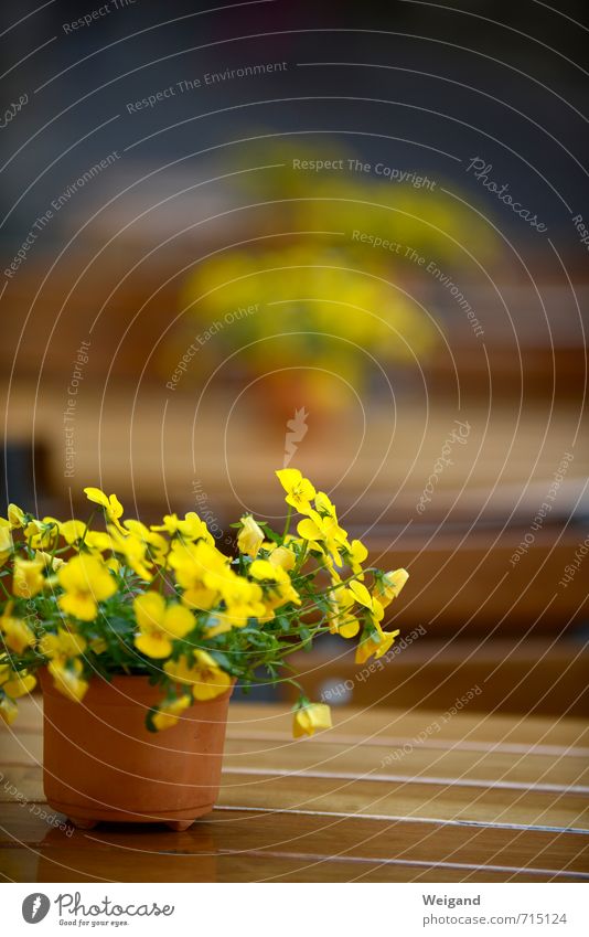 spring reception Table To enjoy Yellow Moody Joy Happy Happiness Joie de vivre (Vitality) Spring fever Anticipation Trust Sympathy Friendship Restaurant