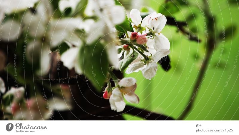 spring Blossom Tree Apple tree Bee Suck Dust Pollen Nutrition Green White Depth of field Blur Spring apple tree blossoms Branch Food Summer