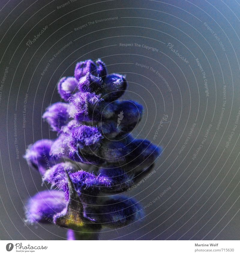 purple Nature Plant Flower Blossom Colour Colour photo Exterior shot Macro (Extreme close-up) Deserted Copy Space right