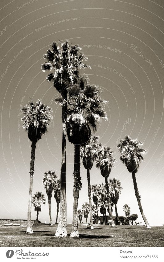 Venice Beach II Palm tree Palm frond Clump of trees Date Coconut Friday venice beach wag Sky Sun Multiple Robinson barcadi