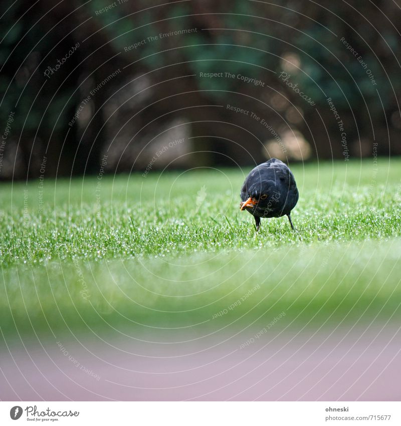 meal Garden Meadow Animal Bird Blackbird Throstle 1 Nature Feed Colour photo Exterior shot Copy Space left Copy Space top Copy Space bottom Day