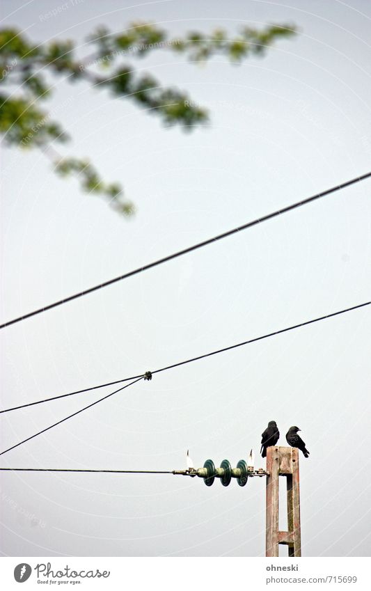 electrifying Cable Energy industry Rail transport Overhead line Animal Bird 2 Pair of animals Wait Colour photo Subdued colour Exterior shot Copy Space middle