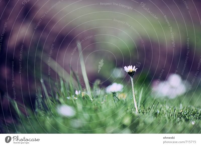 Happy Easter! Spring Flower Grass Daisy Joie de vivre (Vitality) Spring fever Life Hope Idyll Colour photo Exterior shot Copy Space left Copy Space top Day