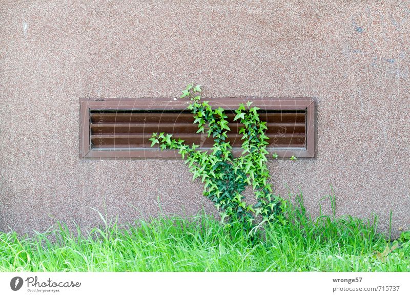 wall greening Grass Ivy Prefab construction Apartment Building Wall (barrier) Wall (building) Facade Window Town Green Grating Ventilation