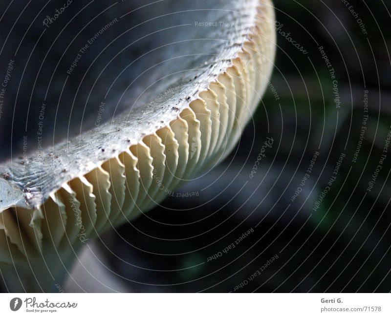 l l l l l l l l l l l l l l l l l l l l l l l Light Stripe Autumn Mushroom cap To enjoy Nutrition Dark Roof Disk Shadow mushroom season Food edible mushroom