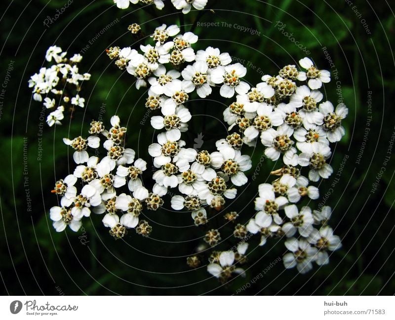 butflowers Black Plant Undergrowth Grass Blossom Flower White Sprinkle Green Dark Together Shadow Pollen Loneliness Multiple