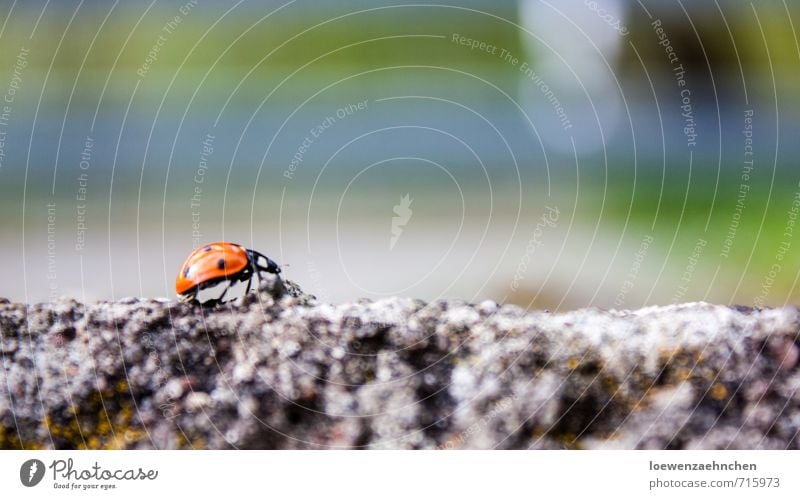 path of happiness Animal Spring Beautiful weather Wild animal Beetle 1 Concrete Movement Crawl Walking Hiking Athletic Small Multicoloured Happy Success Power