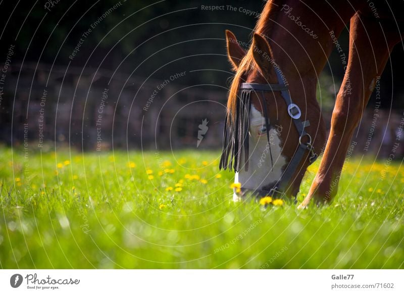 Appetite for greenery Horse Meadow Grass To feed Summer Calm To enjoy Delicious Fresh Juicy Sense of taste Nutrition Pasture Food