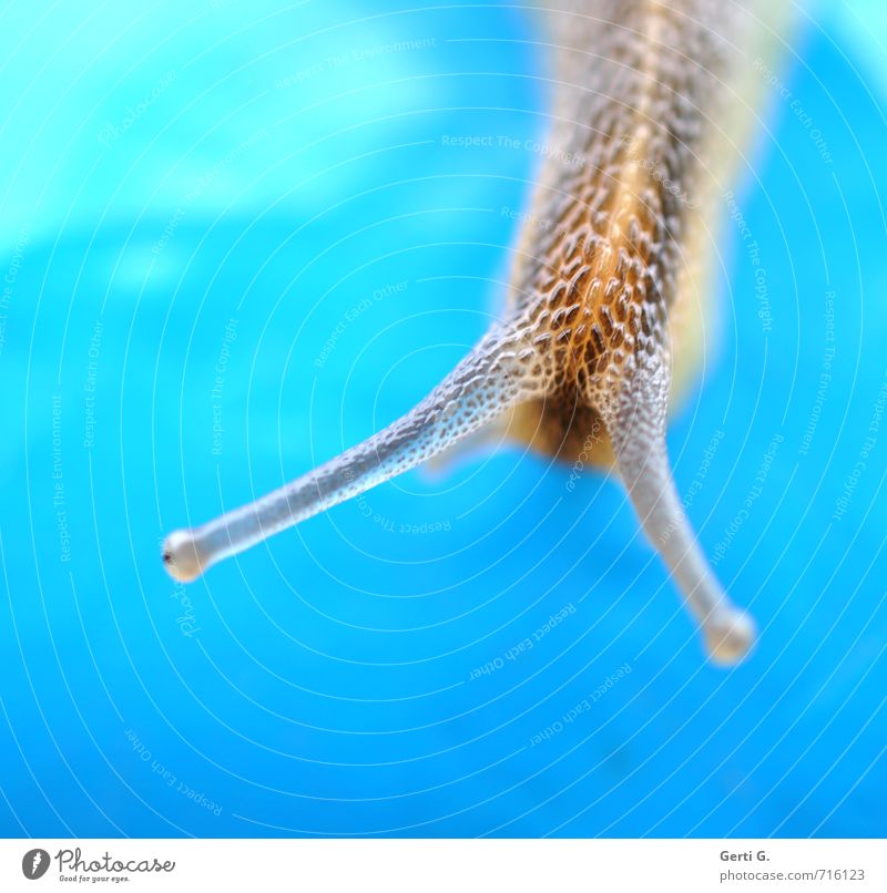 from above Animal Wild animal Snail 1 Hang Slimy Brown Turquoise Crawl Glide Feeler Flashy Colour photo Exterior shot Close-up Deserted Copy Space left