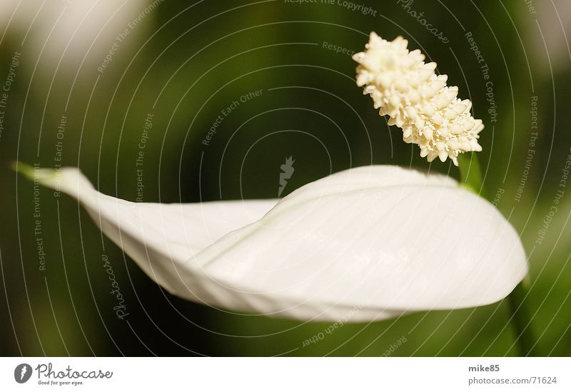 flower White Green Plant Flower Blossom Valentine's Day Macro (Extreme close-up)