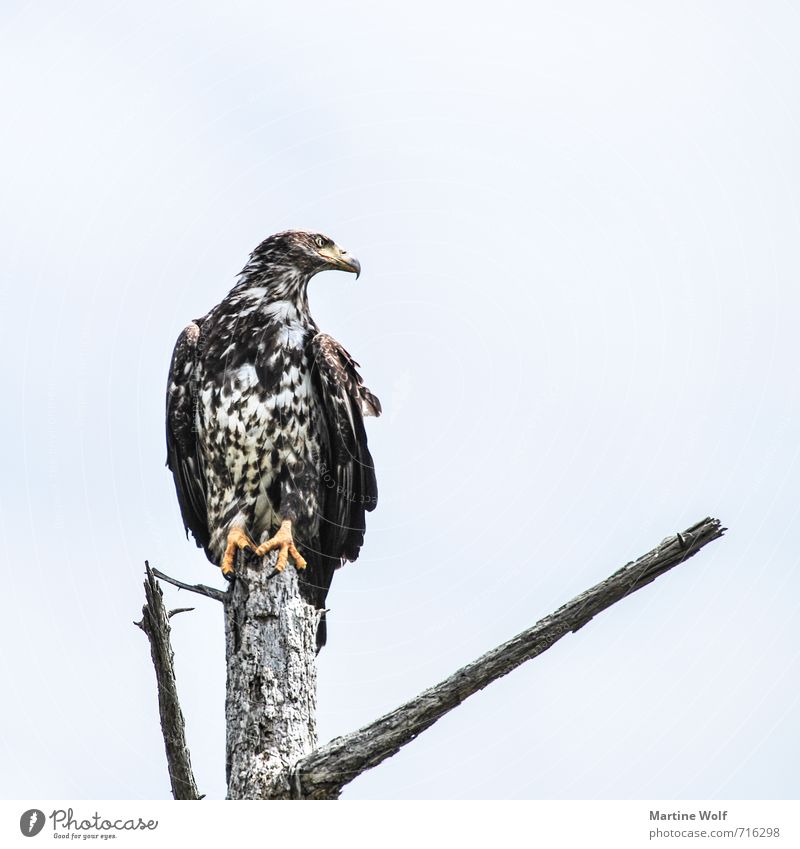 hold the bag Nature Animal Wild animal Bird Bird of prey 1 Observe To hold on hold bar Subdued colour Exterior shot Deserted Copy Space top Day Looking away