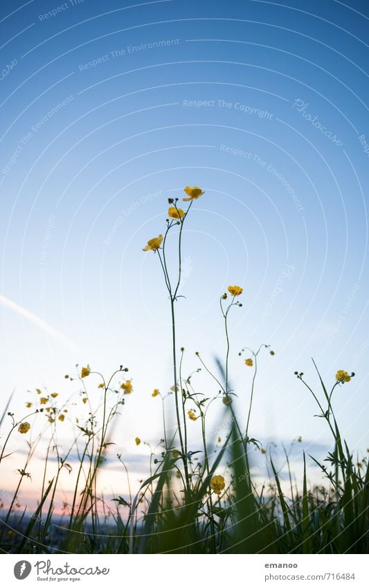 buttercup sunset Mountain Hiking Nature Landscape Plant Sky Spring Summer Weather Flower Grass Blossom Foliage plant Wild plant Park Meadow Field Hill Growth